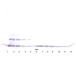 CCL16 Antibody in Western Blot (WB)