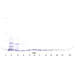 CCL16 Antibody in Western Blot (WB)