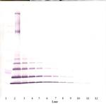 MCP-2 Antibody in Western Blot (WB)