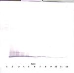 CXCL10 Antibody in Western Blot (WB)