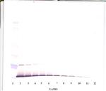 IL-13 Antibody in Western Blot (WB)