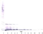 IL-13 Antibody in Western Blot (WB)