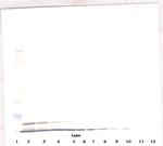 CXCL2 Antibody in Western Blot (WB)