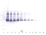 VEGF-165 Antibody in Western Blot (WB)