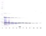 RANKL (soluble) Antibody in Western Blot (WB)