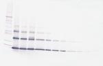 RANKL (soluble) Antibody in Western Blot (WB)