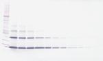 RANKL (soluble) Antibody in Western Blot (WB)