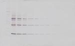 TRAIL (soluble) Antibody in Western Blot (WB)