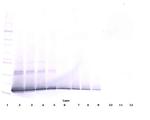 TWEAK Antibody in Western Blot (WB)