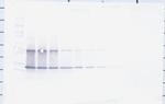 CNTF Antibody in Western Blot (WB)