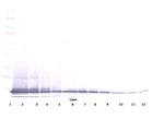 CXCL13 Antibody in Western Blot (WB)