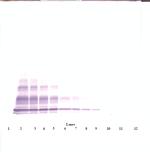 CXCL6 Antibody in Western Blot (WB)