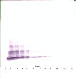 CXCL6 Antibody in Western Blot (WB)