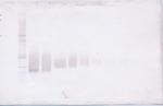 FGF17 Antibody in Western Blot (WB)