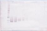 FGF17 Antibody in Western Blot (WB)