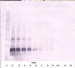 FGF17 Antibody in Western Blot (WB)