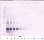 FGF17 Antibody in Western Blot (WB)