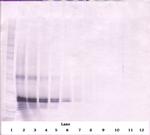 FGF17 Antibody in Western Blot (WB)