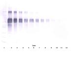 IL-12 p70 Antibody in Western Blot (WB)