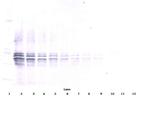 IL-12 p70 Antibody in Western Blot (WB)