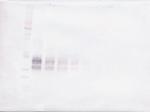 IL-12 p70 Antibody in Western Blot (WB)