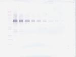 IL-12 p70 Antibody in Western Blot (WB)