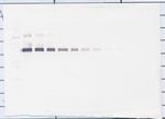 IL-12 p70 Antibody in Western Blot (WB)