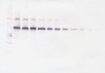 IL-12 p70 Antibody in Western Blot (WB)