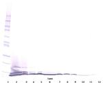 Eotaxin 3 Antibody in Western Blot (WB)