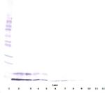 IGF1 Antibody in Western Blot (WB)