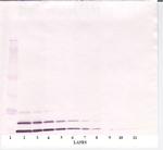 IGF1 Antibody in Western Blot (WB)