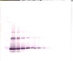 FGF4 Antibody in Western Blot (WB)