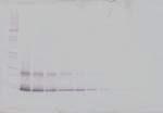 IL-15 Antibody in Western Blot (WB)