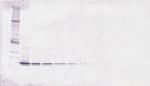 BAFF Antibody in Western Blot (WB)