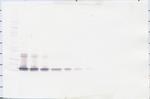 BAFF Antibody in Western Blot (WB)