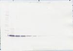 BAFF Antibody in Western Blot (WB)