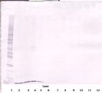 CXCL12 alpha (SDF-1 alpha) Antibody in Western Blot (WB)