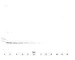 CD137 Antibody in Western Blot (WB)