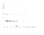 CD137 Antibody in Western Blot (WB)