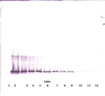 4-1BB Ligand Antibody in Western Blot (WB)