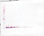 FGF1 Antibody in Western Blot (WB)