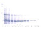 EMAP II Antibody in Western Blot (WB)