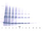 EMAP II Antibody in Western Blot (WB)