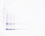 IL-15 Antibody in Western Blot (WB)