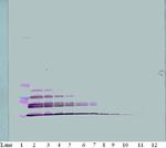 MDC Antibody in Western Blot (WB)