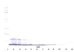 MDC Antibody in Western Blot (WB)