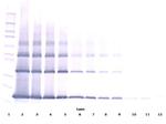 FGF2 Antibody in Western Blot (WB)