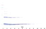 IL-1 alpha Antibody in Western Blot (WB)