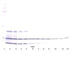 Resistin Antibody in Western Blot (WB)