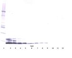 Resistin Antibody in Western Blot (WB)